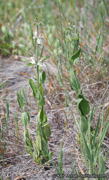 Stachys rigida subsp. quercetorum (A. Heller) Epling resmi