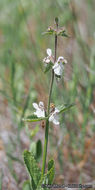 Imagem de Stachys rigida subsp. quercetorum (A. Heller) Epling