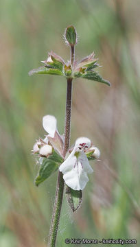 Image of rough hedgenettle