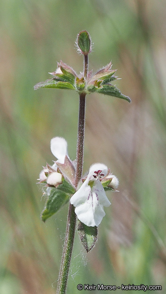 Imagem de Stachys rigida subsp. quercetorum (A. Heller) Epling