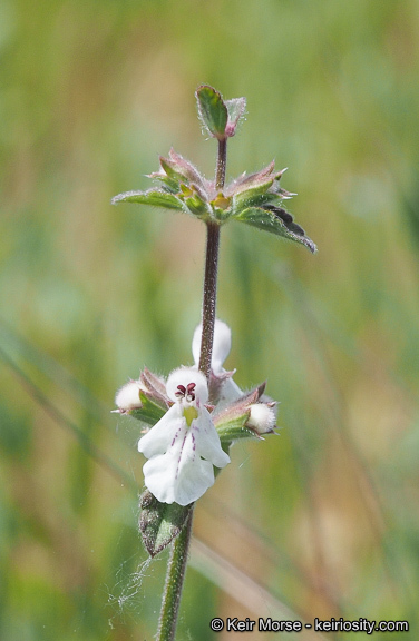 Imagem de Stachys rigida subsp. quercetorum (A. Heller) Epling