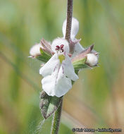 Imagem de Stachys rigida subsp. quercetorum (A. Heller) Epling