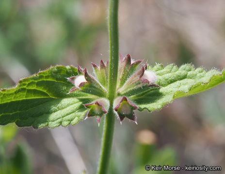 Imagem de Stachys rigida subsp. quercetorum (A. Heller) Epling