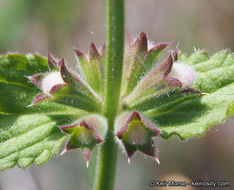 Imagem de Stachys rigida subsp. quercetorum (A. Heller) Epling