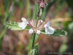 Imagem de Stachys rigida subsp. quercetorum (A. Heller) Epling