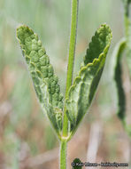 Imagem de Stachys rigida subsp. quercetorum (A. Heller) Epling