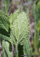 Imagem de Stachys rigida subsp. quercetorum (A. Heller) Epling