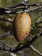 Image of Marsdenia edulis S. Wats.