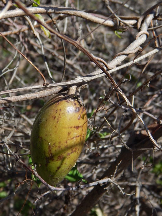 Image of Marsdenia edulis S. Wats.