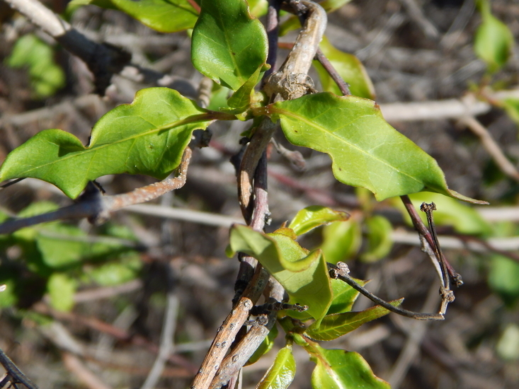 Image of Marsdenia edulis S. Wats.