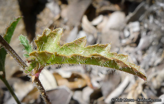 Image of branched noseburn