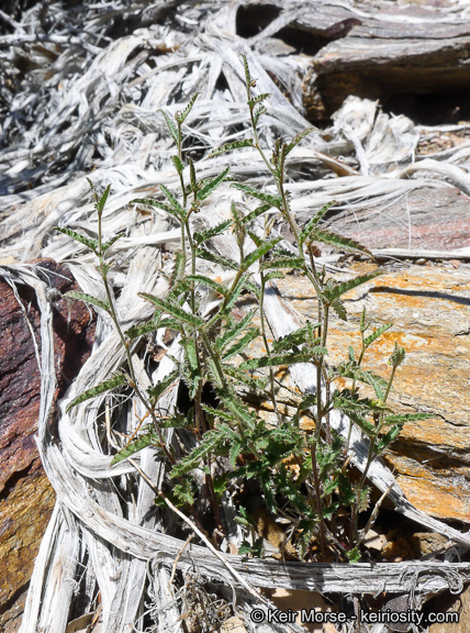 Image of branched noseburn