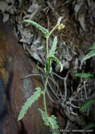 Image of branched noseburn