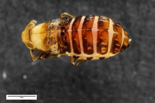 Image of Conomelus