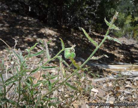 Image of branched noseburn