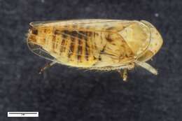 Image of Conosanus