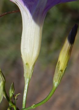 Imagem de Ipomoea ternifolia var. leptotoma (Torr.) J. A. Mc Donald