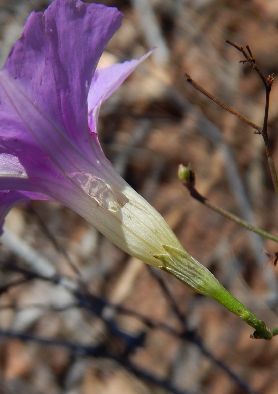 Image of tripleleaf morning-glory