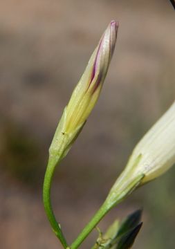 Imagem de Ipomoea ternifolia var. leptotoma (Torr.) J. A. Mc Donald