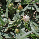 Image of arrowleaf mallow