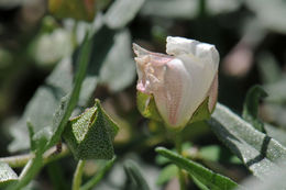 صورة Malvella sagittifolia (A. Gray) Fryxell