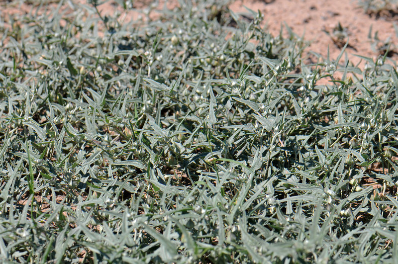صورة Malvella sagittifolia (A. Gray) Fryxell