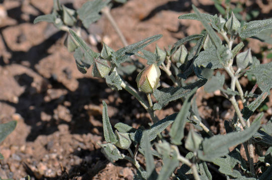 Image of arrowleaf mallow