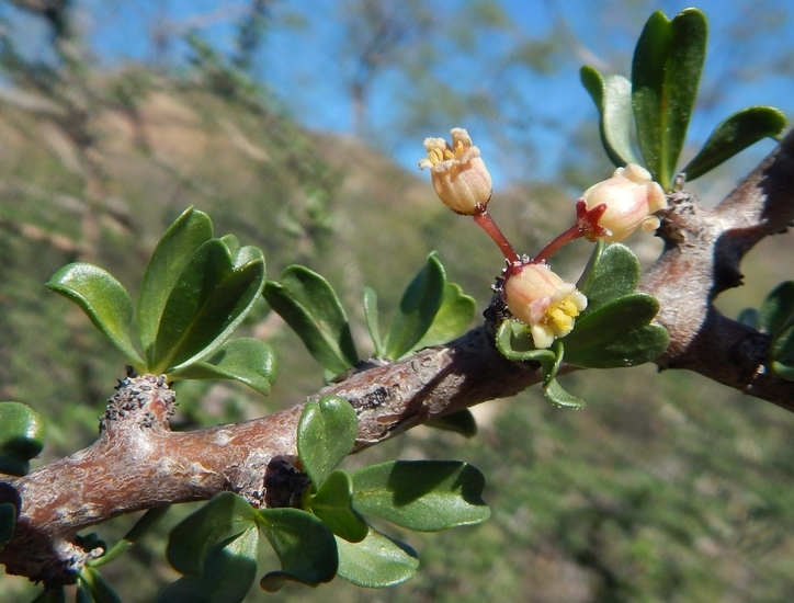 Imagem de Jatropha cuneata Wiggins & Rollins