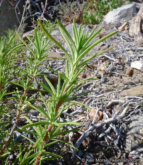 Sivun Trichostema parishii Vasey kuva