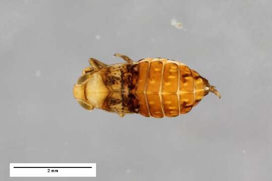 Image of Conomelus