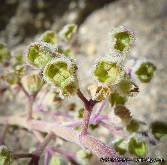 Sivun Trichostema parishii Vasey kuva