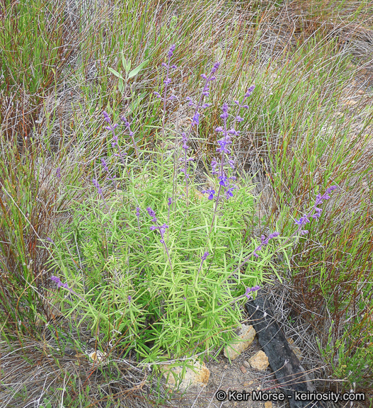 Sivun Trichostema parishii Vasey kuva