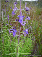 Sivun Trichostema parishii Vasey kuva