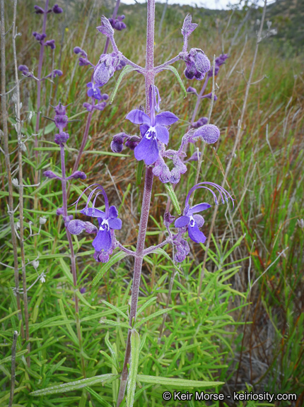 Sivun Trichostema parishii Vasey kuva