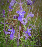 Sivun Trichostema parishii Vasey kuva