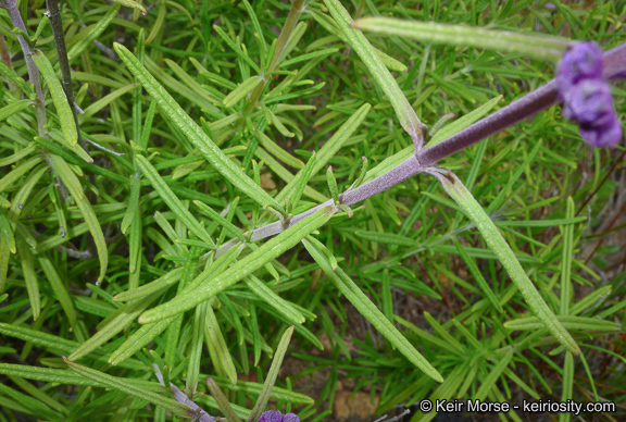 Sivun Trichostema parishii Vasey kuva