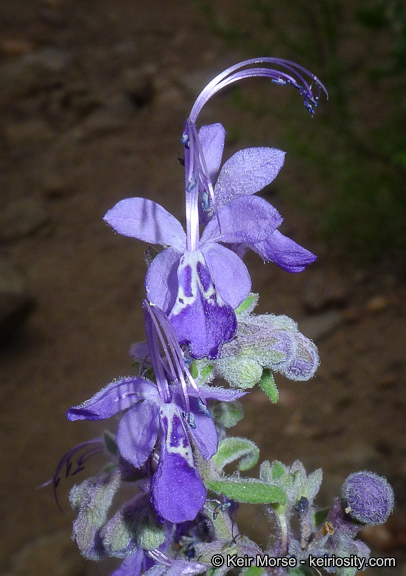 Sivun Trichostema parishii Vasey kuva