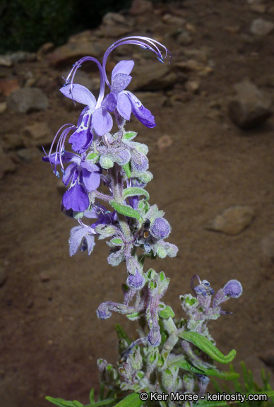 Sivun Trichostema parishii Vasey kuva