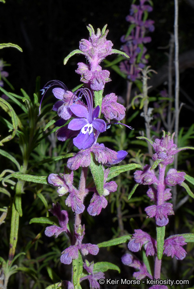 Sivun Trichostema parishii Vasey kuva