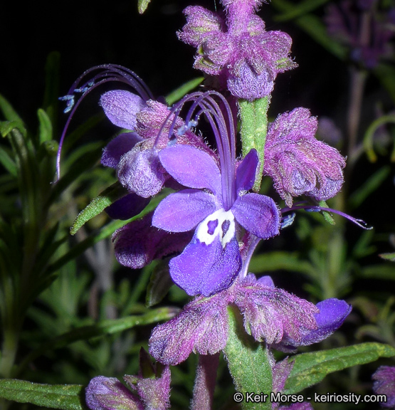 Sivun Trichostema parishii Vasey kuva