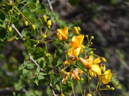 Image of Caesalpinia caladenia Standl.