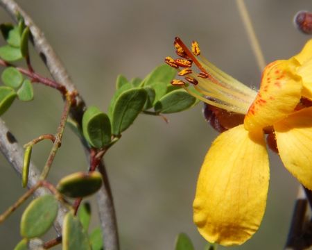 Image of Caesalpinia palmeri S. Watson