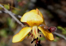 Imagem de Caesalpinia palmeri S. Watson