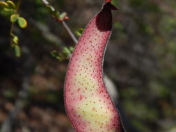 Image of Caesalpinia palmeri S. Watson