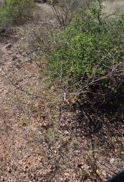 Image of Caesalpinia palmeri S. Watson