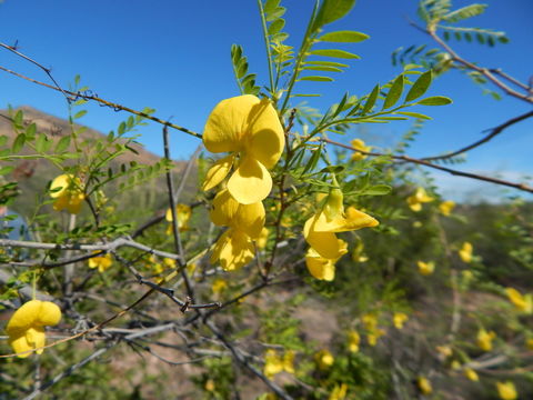 Plancia ëd Diphysa occidentalis Rose