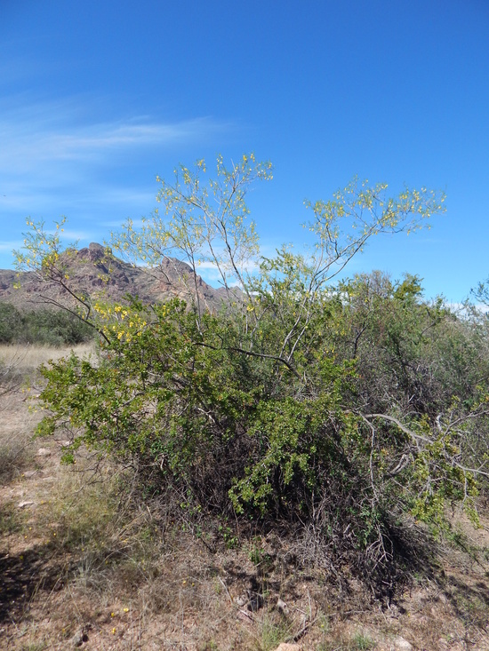 Image of Diphysa occidentalis Rose