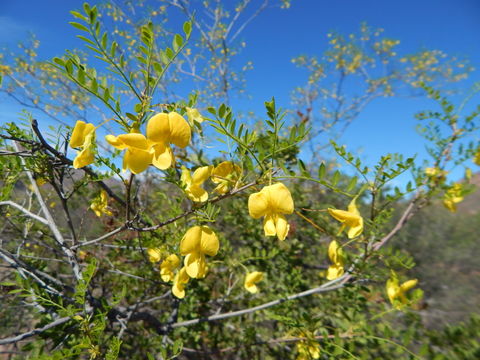 Plancia ëd Diphysa occidentalis Rose