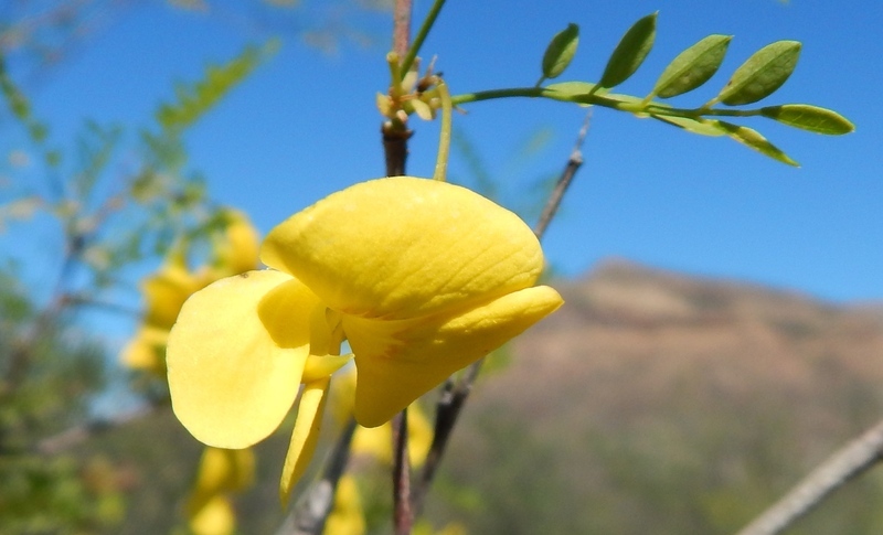 Image of Diphysa occidentalis Rose