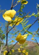 Image of Diphysa occidentalis Rose